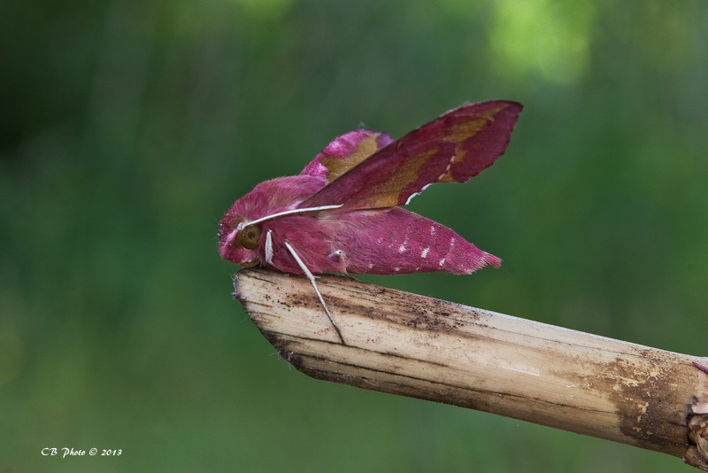 Deilephila porcellus